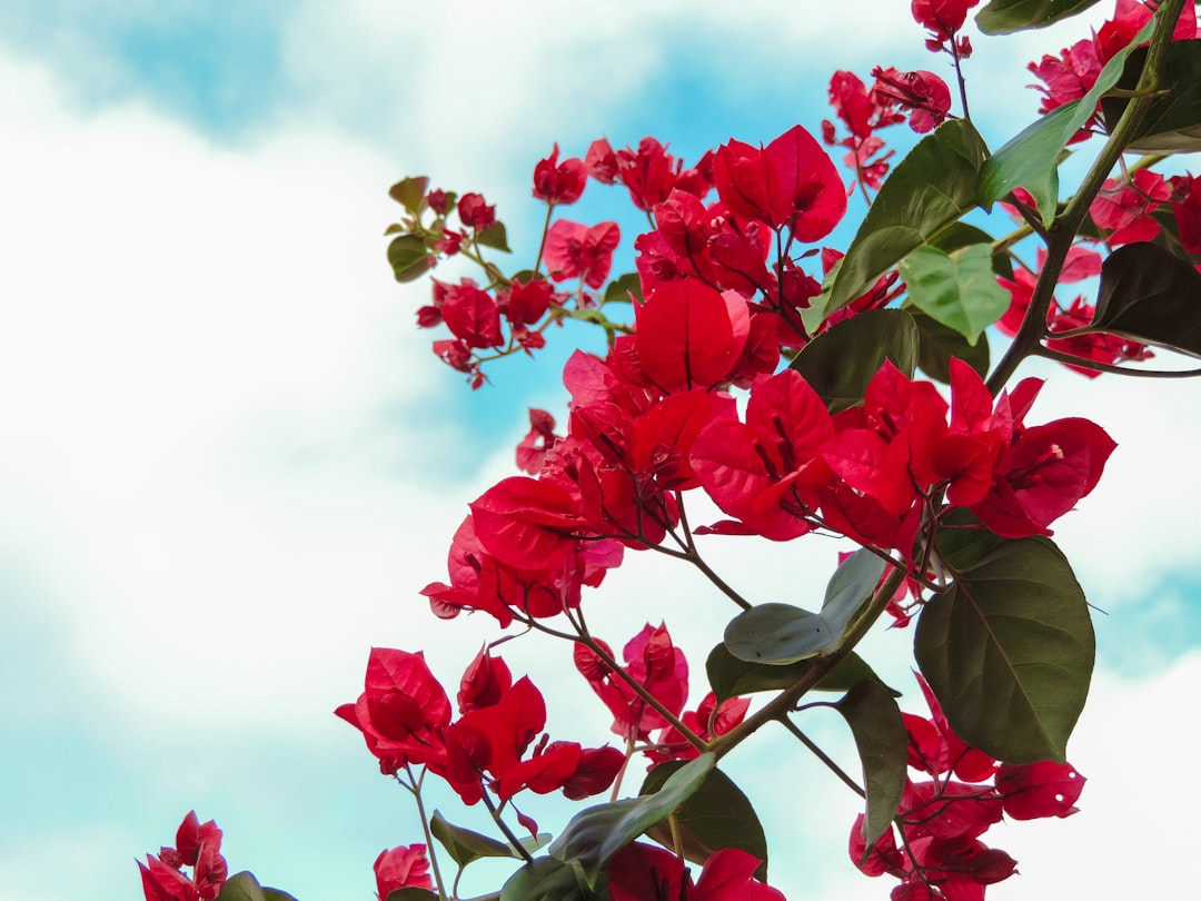 Photo Tropical flower